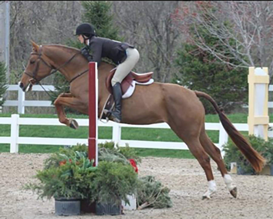 Horse with bay coat jumping a gate with beautiful stride and confidence. Bay Jumping Gate