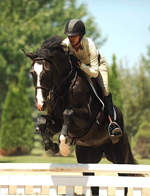 Black Warmblood Mare