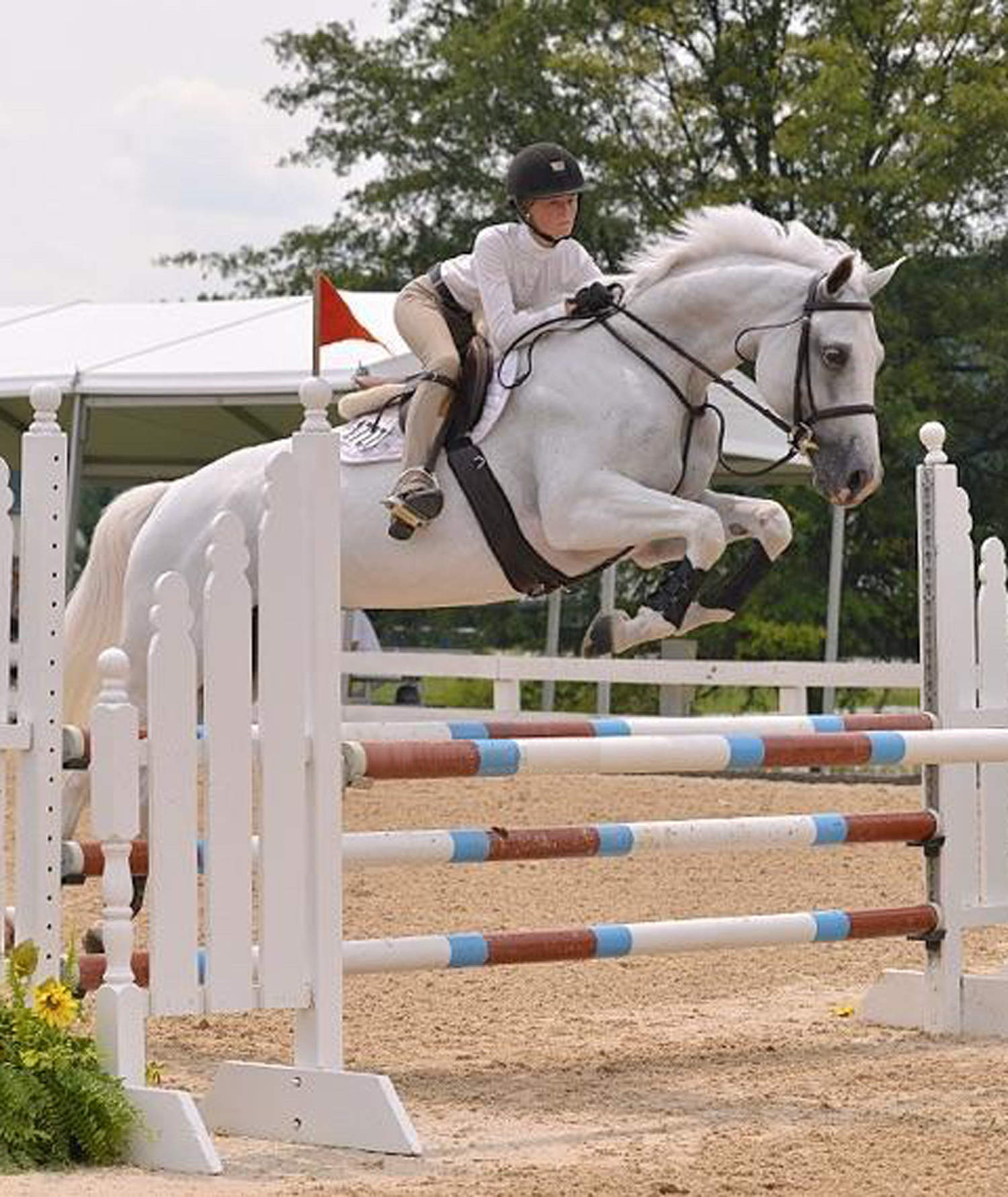 Grey Warmblood Horse