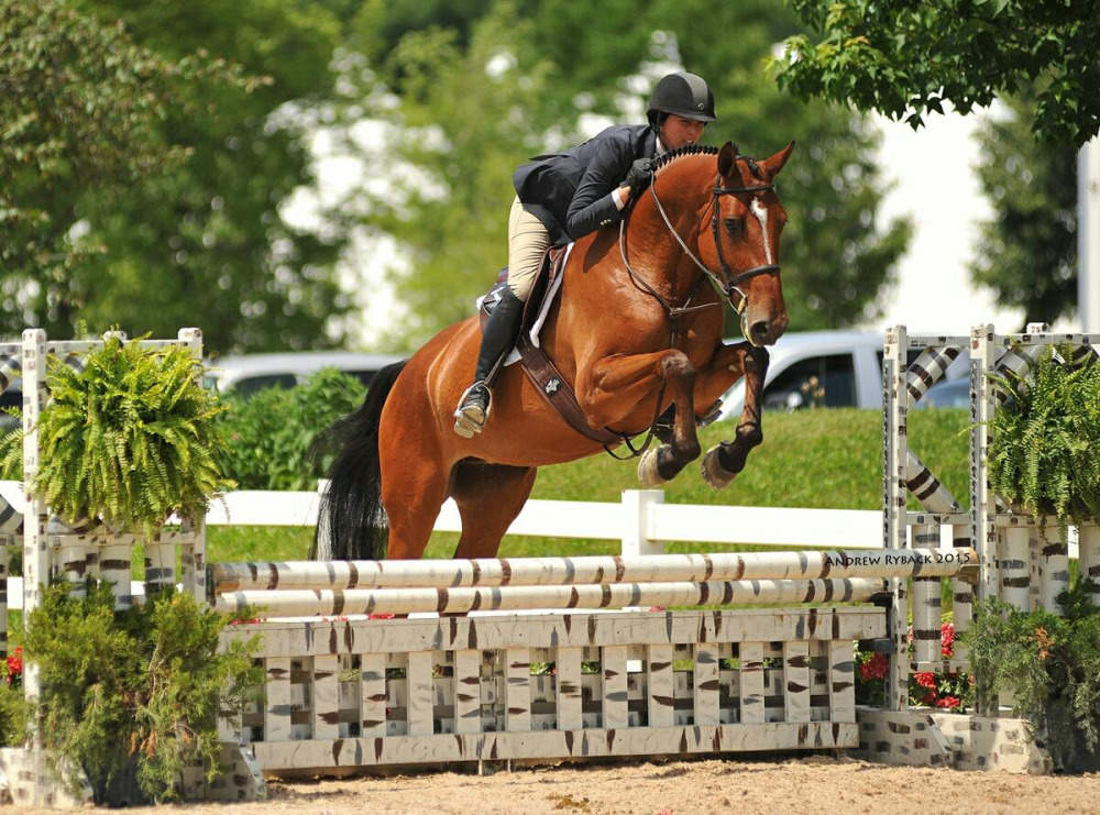 Warmblood Mare Jumping