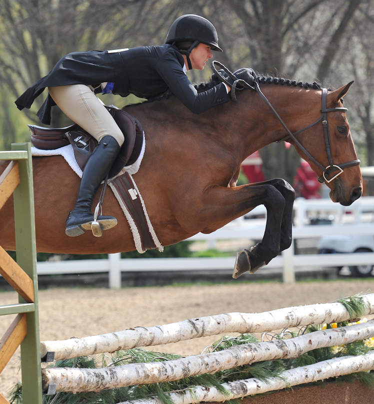 Warmblood Dutch Mare