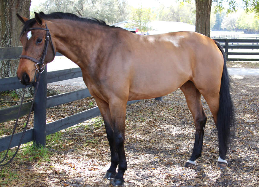 Bay Warmblood Horse