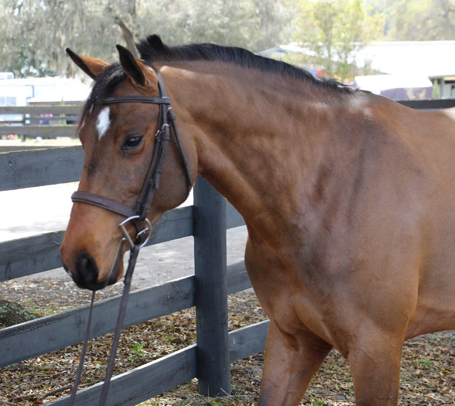 Warmblood Horse Standing