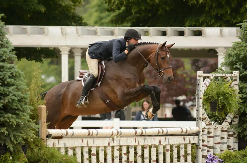 Brown Hanoverian Mare