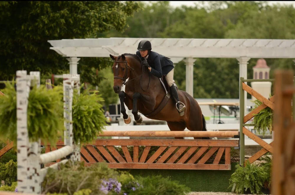 Warmblood Hanoverian Mare