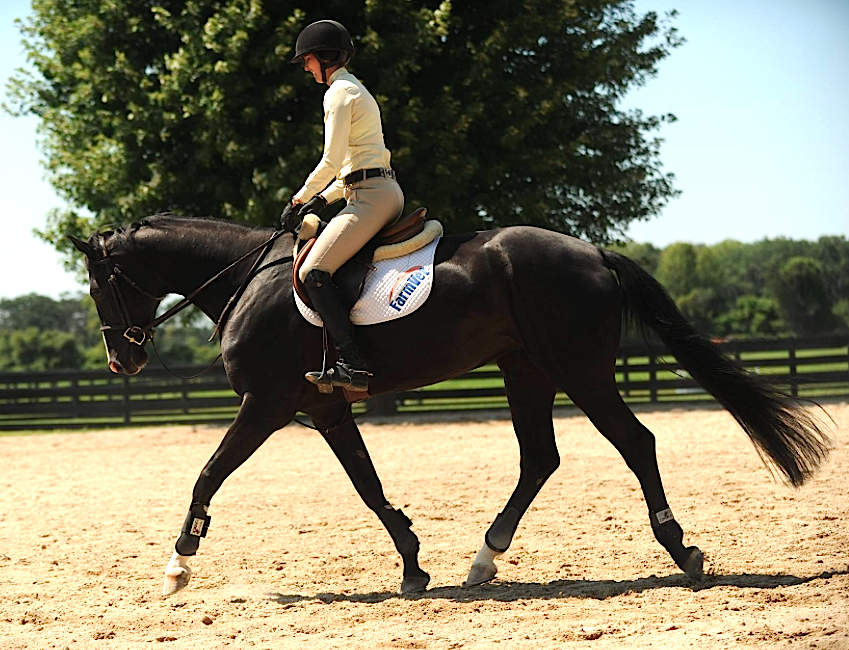 Black Mare Warmblood