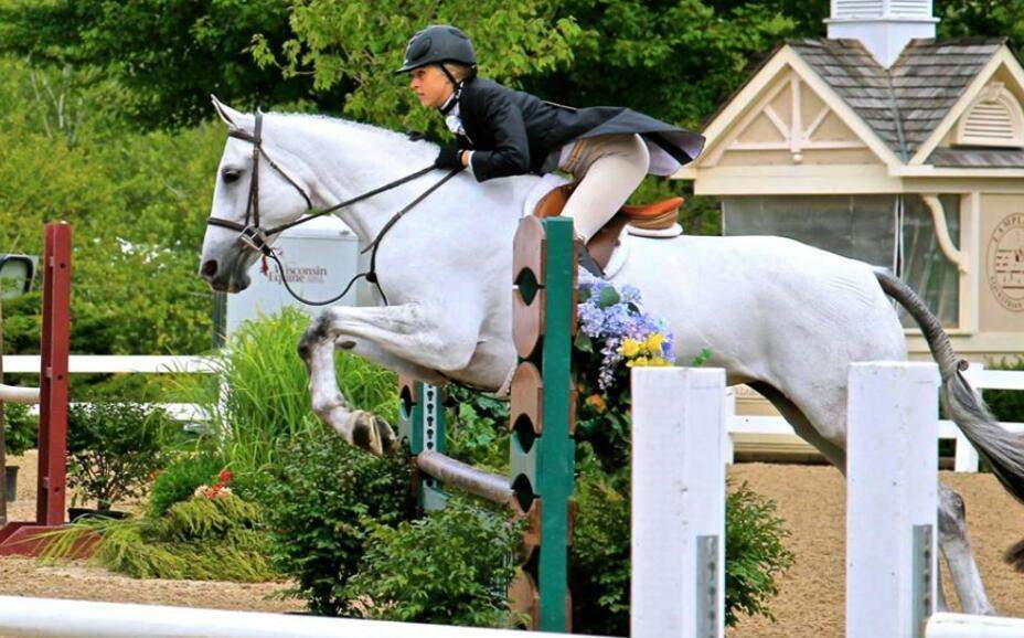 Grey warmblood mare easy to learn on and very forgiving. Grey Warmblood Mare