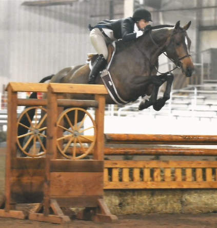 Hanoverian Gelding Flies