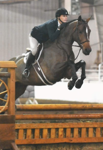 Bay Hanoverian Gelding