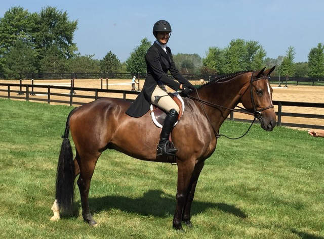 Rider Hanoverian Gelding