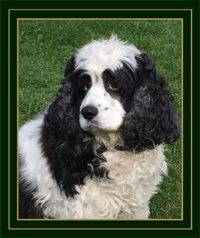 Pistol is the security manager at Galway Farm. Pistol Horse Dog